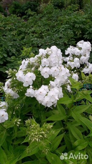 Многолетние садовые цветы