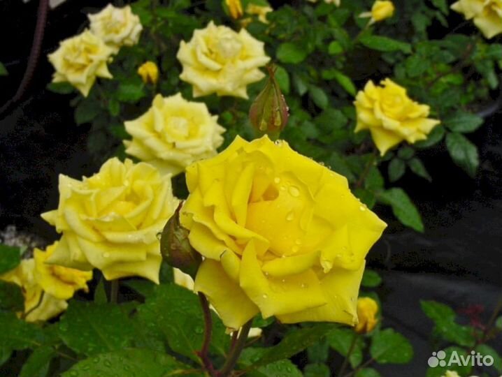 Саженцы роз Йеллоу стар