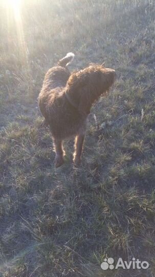 Охотничья собака