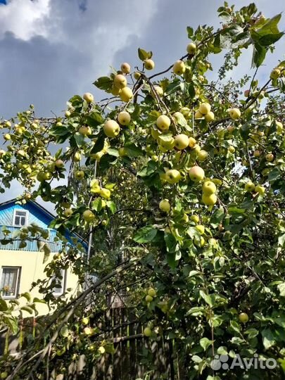 Продам яблоки с погреба