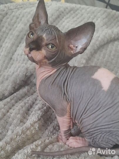 Канадский сфинкс котёнок
