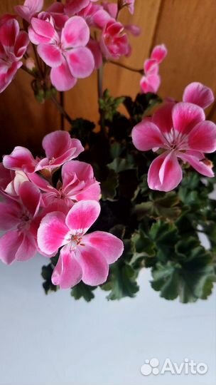Комнатные цветы герань