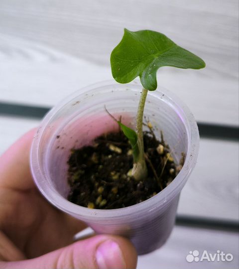 Алоказия Лоу райдер