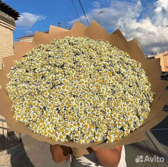 Доставка цветов. Ромашки