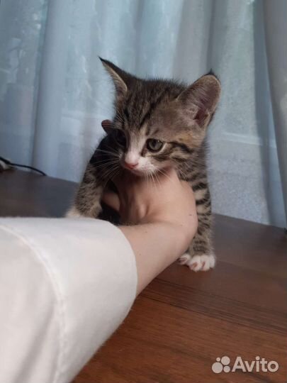 Отдам котят в добрые руки