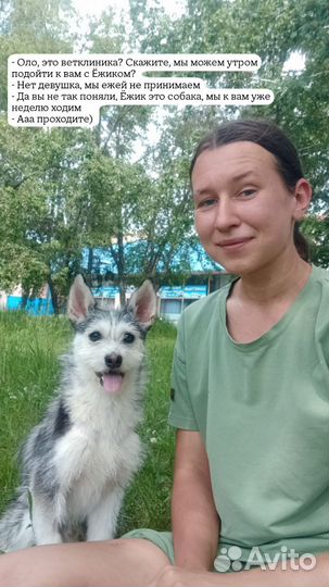 Собака бесплатно