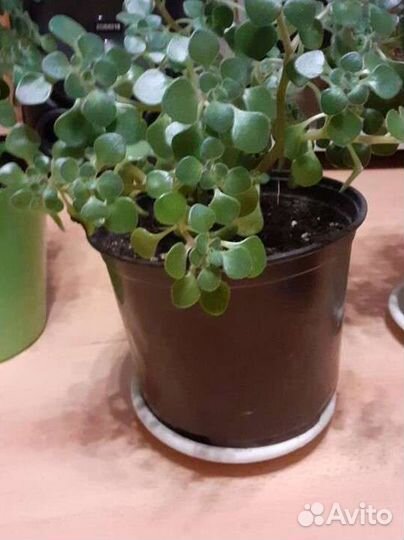 Аихризон дерево любви