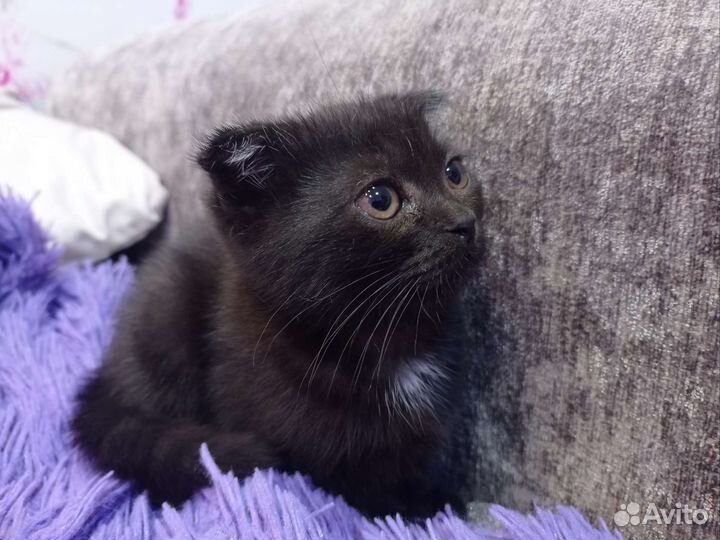 Шотланская вислоухая кошка