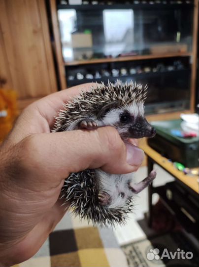 Ёжик африканский карликовый