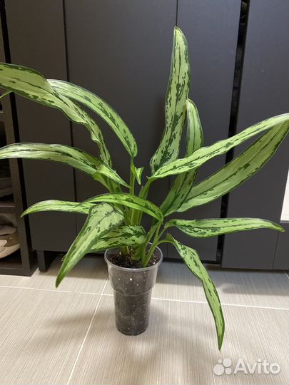 Аглаонемы разные