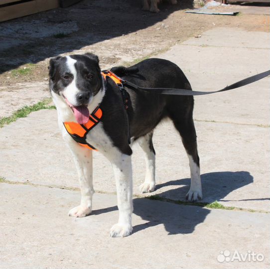 Берта ищет дом