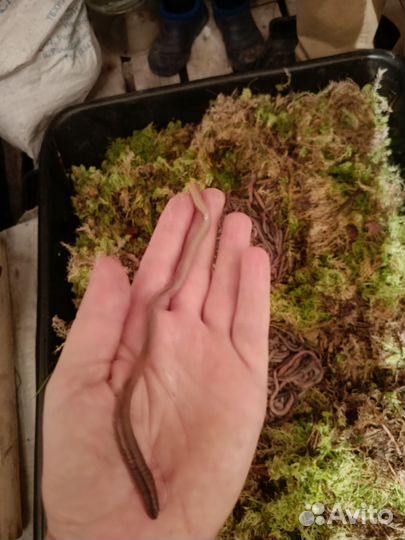 Черви выползки для рыбалки