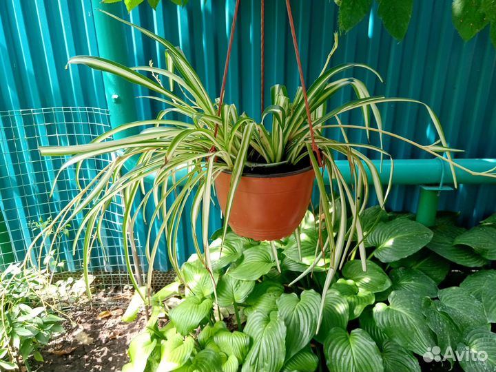 Хлорофитумы