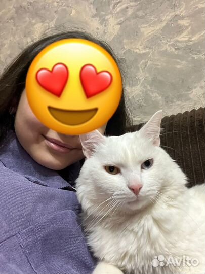 Кот домашний