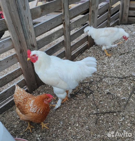 Петухи брама, доминанты, ухейилюй, маран и др