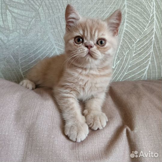 Котёнок породы Экзот