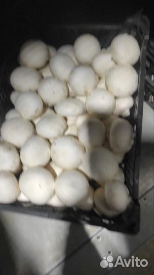 Сборщик грибов