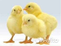 Цыплята кобб 500 суточные