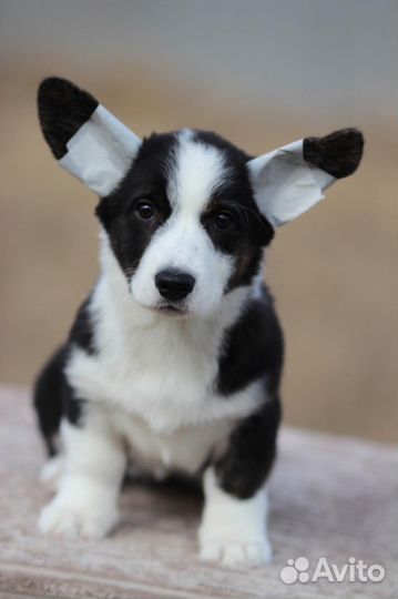 Щенки с документами