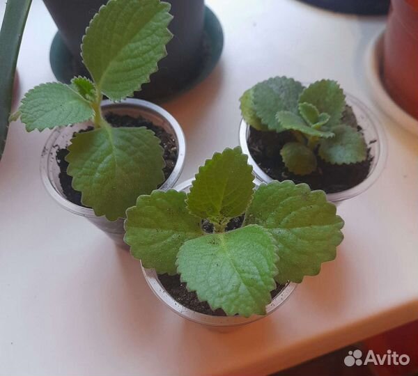 Домашняя мята