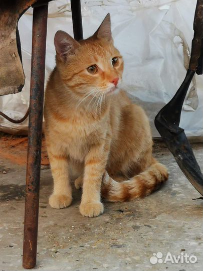 Рыжий котик в добрые руки