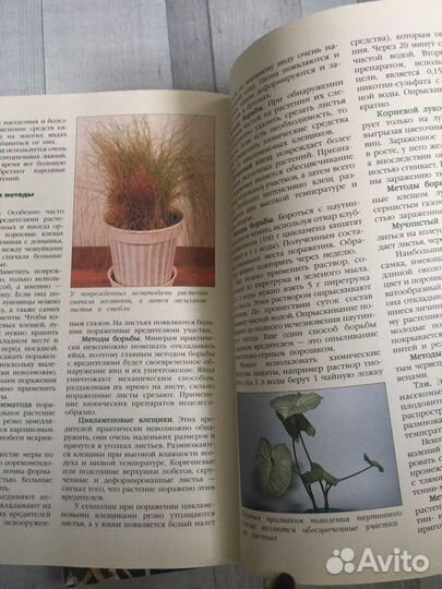 Комнатные растения