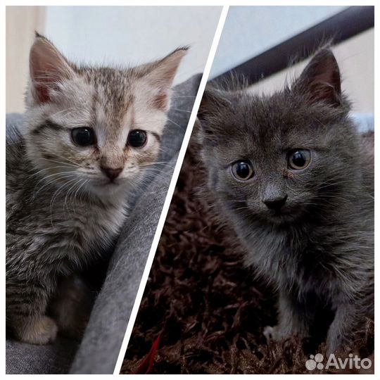 Коты бесплатно