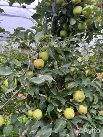 Яблоки Голден