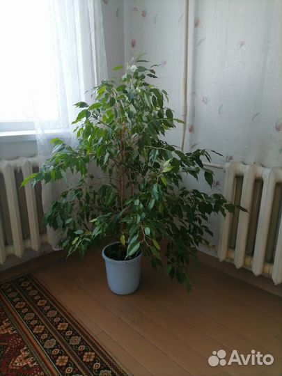 Фикус бенджамина