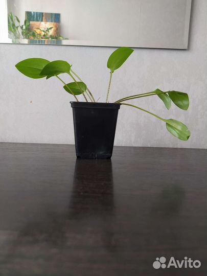 Дримиопсис