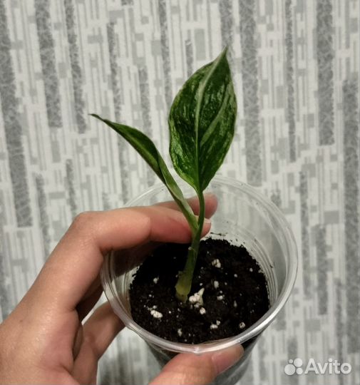 Спатифиллум гаити