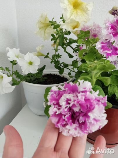 Петунья ампельная