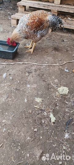 Билефельдер и Австролорп петух