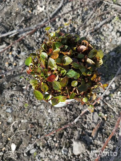 Сеянцы кизильника блестящего