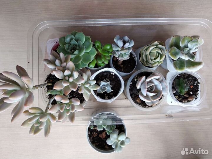 Суккуленты