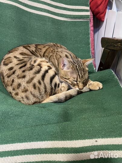 Бенгальский кот