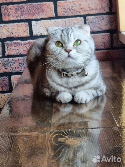 Шотландская вислоухая кошка бесплатно