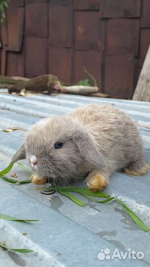 Декоративные кролики