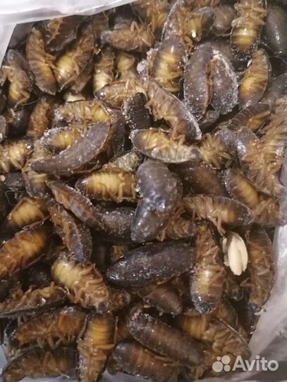 Кормовые насекомые