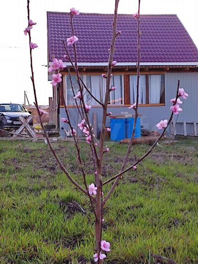 Дом 78 м² на участке 6,1 сот.