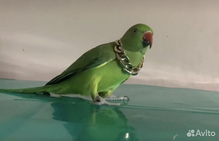 Ожереловый (индийский кольчатый)