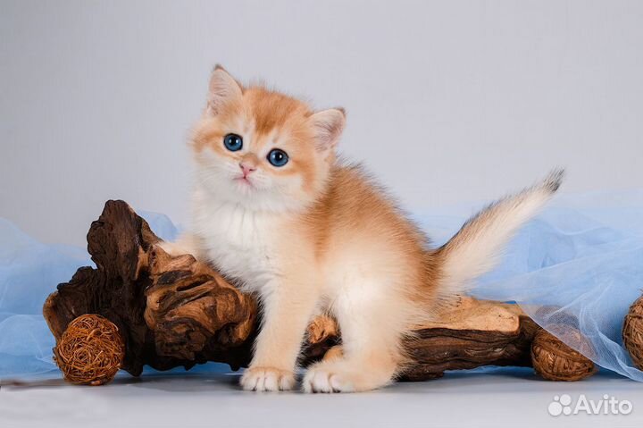 Британцы. Золотые шиншиллы. Щекастые красавцы