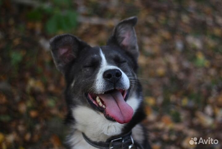 Граф в добрые руки