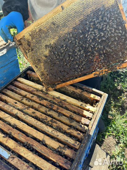 Мёд с собственной пасеки 2024 год сбора