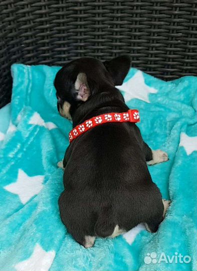 Мини булочка шоколадка