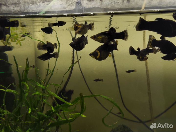 Гуппи микс и моллинезии