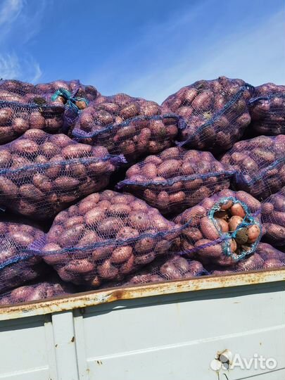 Картофель свежий красный опт