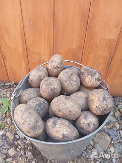 Продам картофель