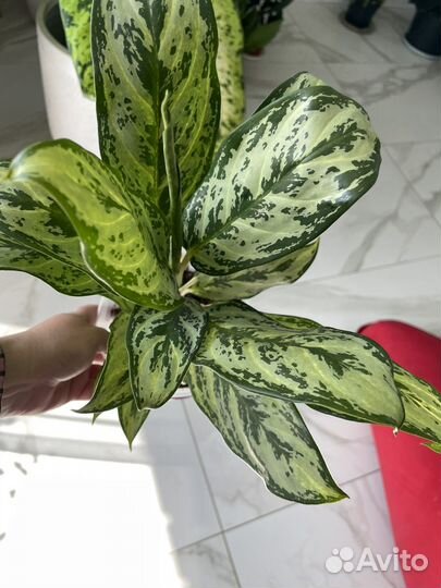 Сортовые аглаонемы