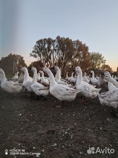 Гуси на племя и на мясо